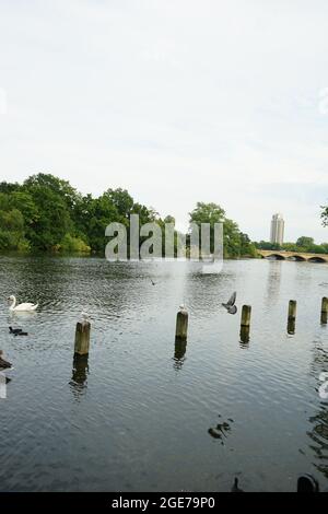 Der Serpentine Lake im Hyde Park, London, England, Großbritannien Stockfoto