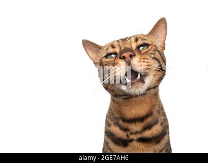 Braun gefleckte bengalkatze mit grünen Augen mähen lustige Gesicht isoliert auf weißem Hintergrund Stockfoto