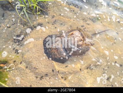 Hufeisenkrabben (Limulus polyphemus) kommen zum Laichen an Land. Das große Weibchen begräbt sich teilweise, als sie bereit ist, ihre Eier zu legen. Speicherplatz kopieren. Stockfoto