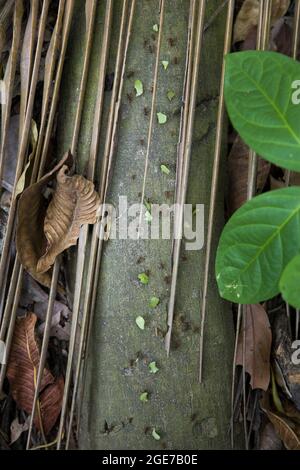 Kolonie von Weberameisen im tropischen Wald Stockfoto