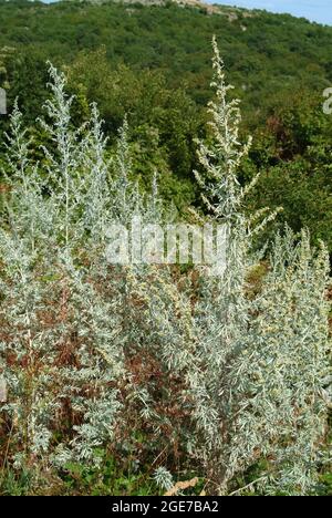 Wermut, Beifuß, Wermut, Wermutkraut, Artemisia absinthium, fehér ÜRÖM, Ungarn, Magyarország, Europa Stockfoto