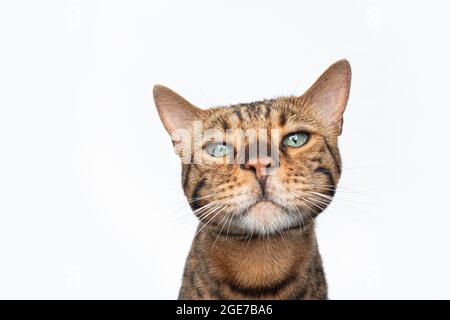 Porträt einer braun gefleckten bengalkatze mit grünen Augen, die auf weißem Hintergrund isoliert auf die Kamera schauen Stockfoto