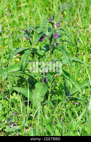 Beinwell, Knochen, Knitbone, Consound, Echter Beinwell, Symphytum officinale, fekete nadálytő, Ungarn, Magyarország, Europa Stockfoto