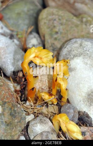 Holländerpfeife, falsche Buchentropfen, Pinesap oder gelbes Vogelnest, Fichtenspargel, Monotropa hypopitys, fenyőspárga, Estland, Europa Stockfoto