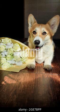 Niedlicher, lächelnder welsh Corgi, der neben einem großen frischen Strauß weißer Rosen liegt Stockfoto