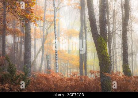 Eine einfarbige Silberbirke (Betula pendula) ragt im Herbst in einem nebligen Wald, umgeben von hohen Bracken, im Little Druim Wood in Schottland hervor. Stockfoto