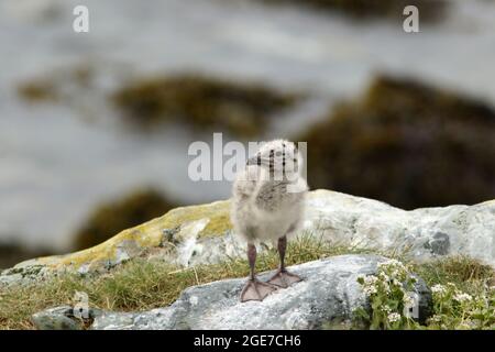 Möwenkick steht allein auf den Felsen und erkundet die Welt. Europäische Heringsmöwe, Larus argentatus Küken Stockfoto