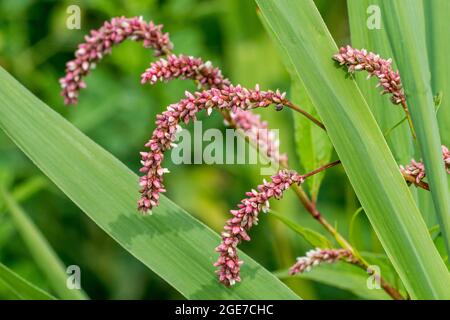 Blasse Persikaria / blasse Smartweed / Curlytop-Knospen / Weidenkraut (Persicaria lapathifolia / Polygonum lapathifolium) im Sommer blühend Stockfoto