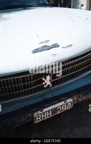 Mendoza, Argentinien - Januar 2020: Rostige Motorhaube des Peugeot 404 aus nächster Nähe. Peugeot-Logo auf altem Kühlergrill. Rostiger Stoßfänger mit argentinischer Lizenz Stockfoto