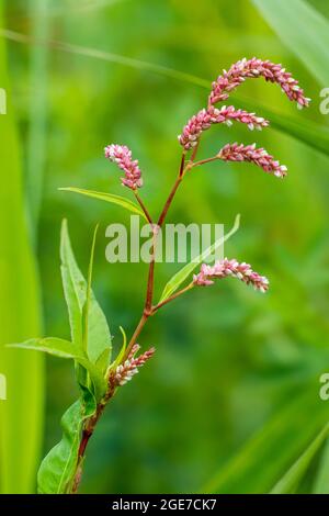 Blasse Persikaria / blasse Smartweed / Curlytop-Knospen / Weidenkraut (Persicaria lapathifolia / Polygonum lapathifolium) im Sommer blühend Stockfoto