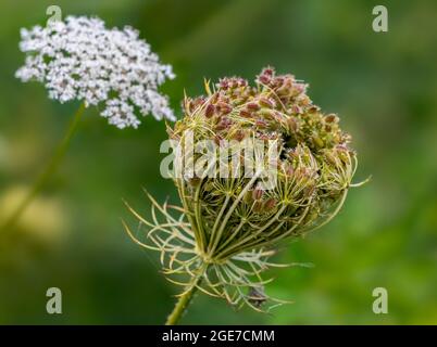 Wildkarotte / Vogelnest / Bischofsspitze / Königin-Anne-Spitze (Daucus carota) Fruchthaufen mit ovalen Früchten mit Hakenstacheln im Sommer Stockfoto