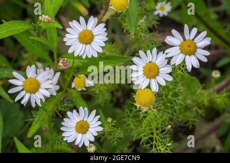 Wilde Kamille / Deutsche Kamille / Blaue Kamille / Kamille / duftende Mayweed (Matricaria chamomilla / Matricaria recutita) im Sommer in Blüte Stockfoto