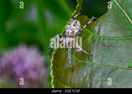 Furchspinne / Furchspinne / Blattspinne (Larinioides cornutus / Aranea apoclisa) Orb-Weberspinne auf Blatt Stockfoto