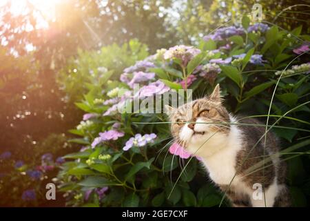 Tabby weiße britische Kurzhaarkatze riechende Grashalme im Freien vor der blühenden Hortensienpflanze Stockfoto
