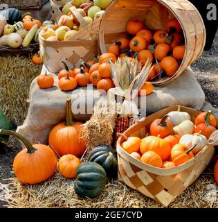 Eine festliche Herbstauslage mit Kürbissen, Squash und anderen saisonalen Produkten auf einem lokalen farmstand. Stockfoto