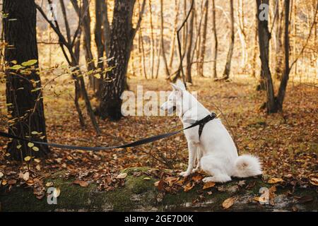 Netter Hund, der auf einem alten gefallenen Baum in sonnigen Herbstwäldern sitzt. Liebenswert schweizer Schäferhund weißen Hund in Geschirr und Leine entspannend in schönen Herbstwald. Stockfoto