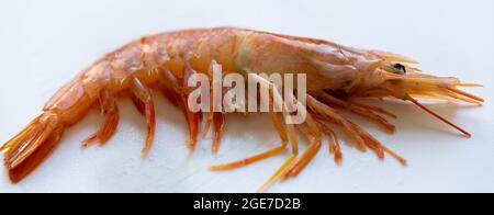 Einzelne frische, gekochte rosa Garnele auf der Seite auf weiß mit Fokus auf die Beine in Nahaufnahme in einem Panorama-Banner Stockfoto