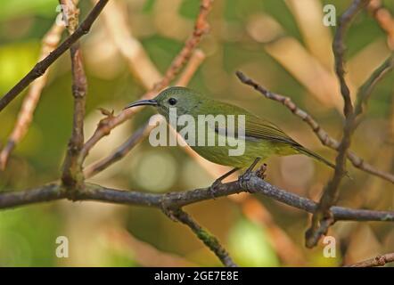 Grünschwanz-Sonnenvögel (Aethopyga nipalensis angkanensis) erwachsenes Weibchen, das auf dem dünnen Zweig des Doi Inthanon NP, Thailand, thront November Stockfoto