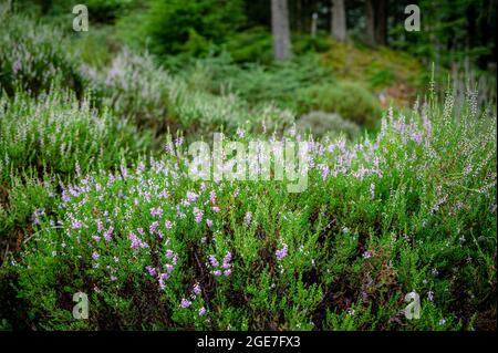 Wanderweg nach Ben Venue, The Trossachs, Schottland Stockfoto