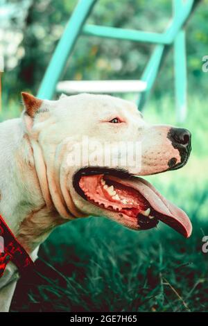 Vertikale Nahaufnahme des amerikanischen Staffordshire Terrier, auch bekannt als American Staffy. Stockfoto