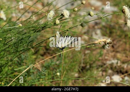 Schwalbenschwanzschmetterling auf wilder Blume. Stockfoto