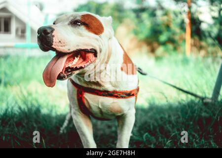 Nahaufnahme des amerikanischen Staffordshire Terrier, auch bekannt als AmStaff oder American Staffy. Stockfoto