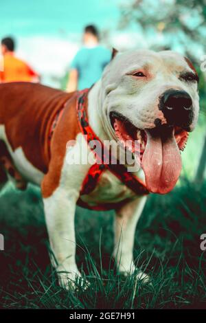 Vertikale Nahaufnahme des amerikanischen Staffordshire Terrier, auch bekannt als American Staffy. Stockfoto