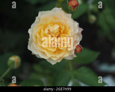 Einzelne hellorange Rose Blume 'Road Dahl' Stockfoto
