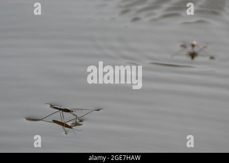 Nahaufnahme von Wasserabstreifern auf der Oberfläche eines Teiches Stockfoto