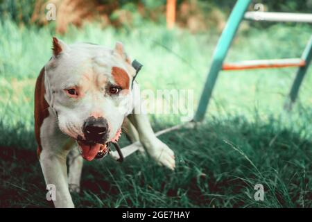 Nahaufnahme des amerikanischen Staffordshire Terrier, auch bekannt als AmStaff oder American Staffy. Stockfoto