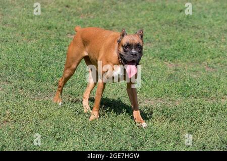 Der deutsche Boxerwelpe steht auf einem grünen Gras im Sommerpark und schaut auf die Kamera. Haustiere. Reinrassige Hündin. Stockfoto