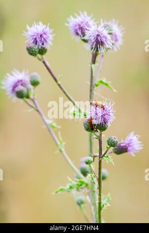 Käfer auf einer blühenden Distel am Rande des Feldes. Stockfoto