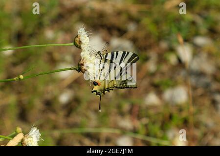 Schwalbenschwanzschmetterling auf wilder Blume. Stockfoto
