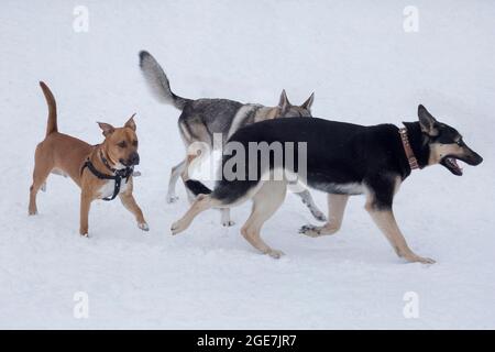 Der tschechoslowakische Wolfdog, der osteuropäische Schäferhund und der amerikanische Pitbull-Terrier laufen auf einem weißen Schnee im Winterpark. Haustiere. Reinrassige Hündin. Stockfoto