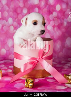 Niedlicher Jack russel Terrier Welpe in einem rosa Geschenk-Box Stockfoto