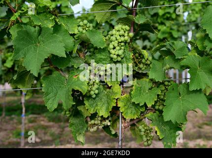 Trauben von Weintrauben reifen auf grünen Weinreben. Stockfoto