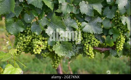 Trauben von Weintrauben reifen auf grünen Weinreben. Stockfoto