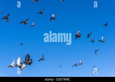 Tauben und Tauben fliegen vor einem klaren, blauen Himmel Stockfoto