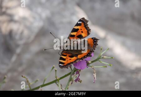 Vanessa Atalanta Schmetterling Stockfoto