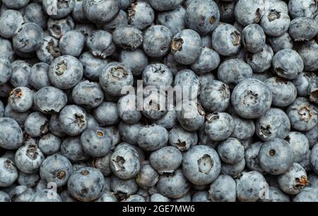 Heidelbeere Hintergrund. Sommerernte mit frischen saftigen Blaubeeren aus nächster Nähe. Hochwertige Fotos Stockfoto