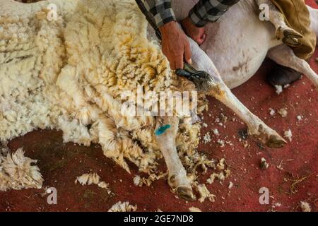 Scherung eines Schafes, wo man bereits gescherte Teile und Wolle auf dem Boden sehen kann. Stockfoto