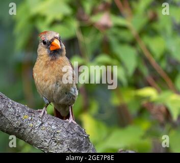 Weibliche Northern Cardinalis cardinalis thront auf einem Ast und blickt auf die Kamera Stockfoto