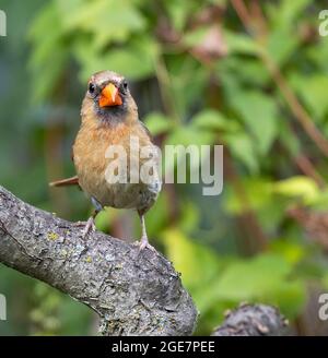 Weibliche Northern Cardinalis cardinalis thront auf einem Ast und blickt auf die Kamera Stockfoto