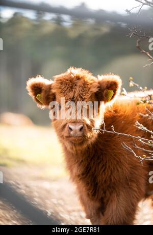 Highland Cow Calf guckt an einem sonnigen Tag um eine Hecke Stockfoto