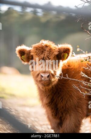 Highland-Cow-Kalb lugt an einem sonnigen Tag in Großbritannien um eine Hecke herum Stockfoto