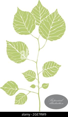 Organische botanische Designvorlage. Handgezeichnete Vektorgrafiken-Illustration Stock Vektor