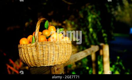 Korb mit frisch gepflückten Orangen vom Baum auf einem Zaun auf dem Feld Stockfoto