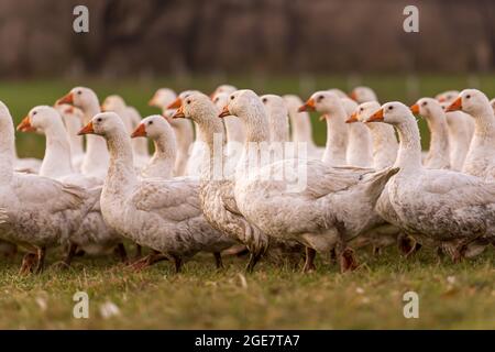 Vielen weißen Mast Gänse auf der Wiese Stockfoto