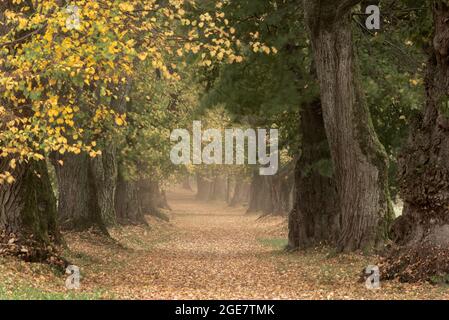 Schöne Lime Tree Gasse im Herbst in Deutschland Bayern in der Nähe von Mindelheim Stockfoto