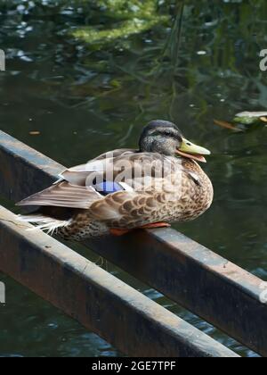 Eine entspannte/zufriedene/lächelnde weibliche Stockente auf einer stillgelassenen Brücke, die jetzt fast zu lachen scheint, während sie ruht. Stockfoto